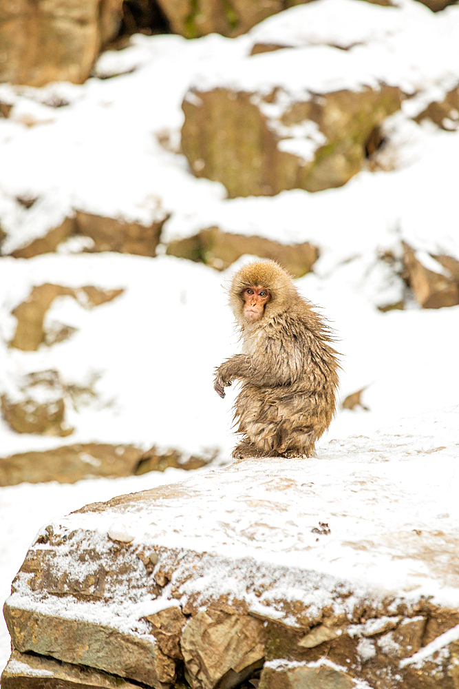 Snow Monkeys at Snow Monkey Park, Jigokudani, Nagano Prefecture, Honshu, Japan, Asia