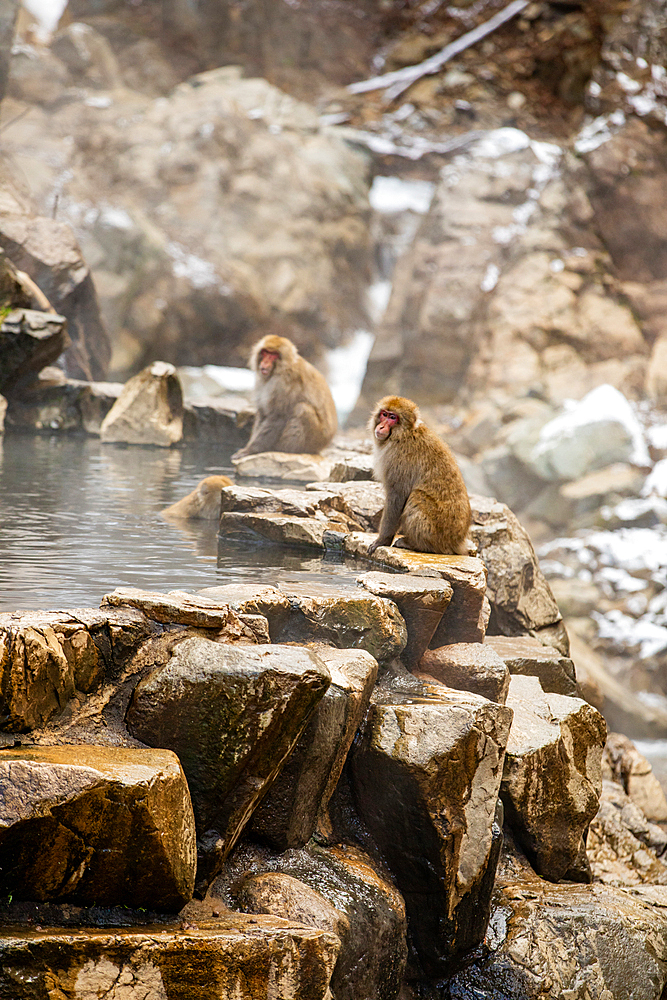 Snow Monkeys at Snow Monkey Park, Jigokudani, Nagano Prefecture, Honshu, Japan, Asia