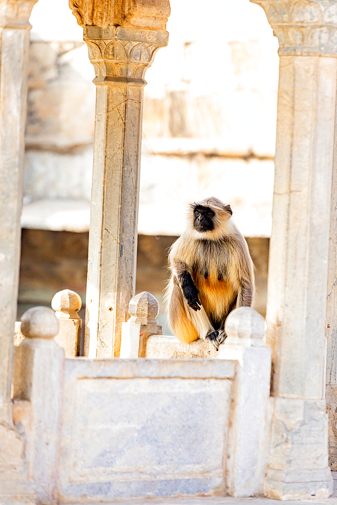 Monkeys at Panna Meena ka Kund, Jaipur, Rajasthan, India, Asia