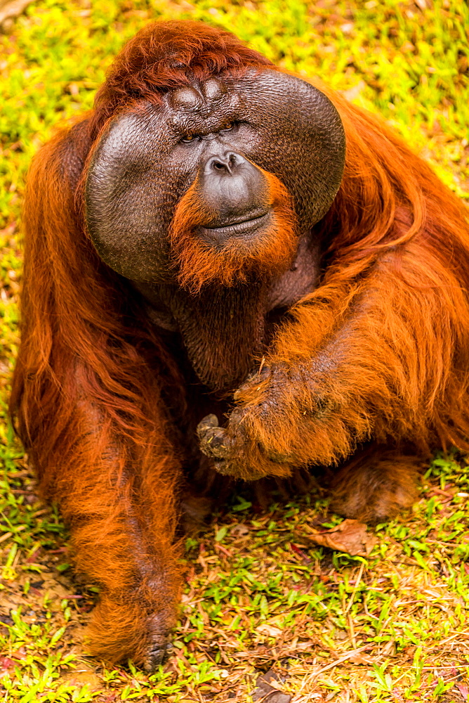 Native Orangutan in Bako National Park, Kuching, Sarawak, Borneo, Malaysia, Southeast Asia, Asia