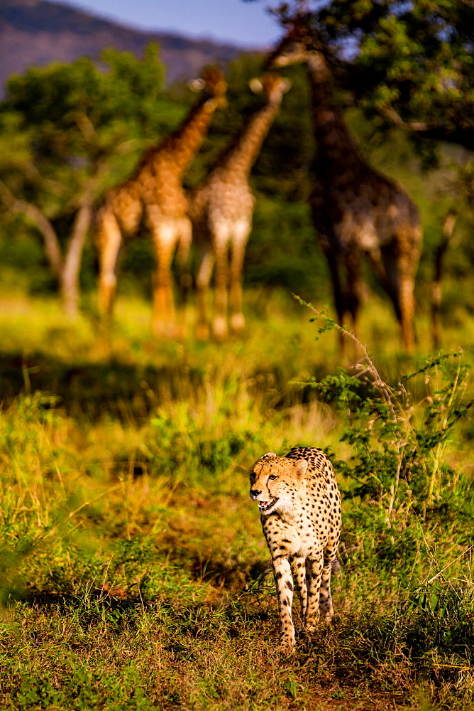 Cheetah (Acinonyx jubatus) and Giraffe (Giraffa camelopardalis), Zululand, South Africa, Africa