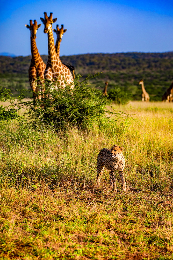 Cheetah (Acinonyx jubatus) and Giraffe (Giraffa camelopardalis), Zululand, South Africa, Africa