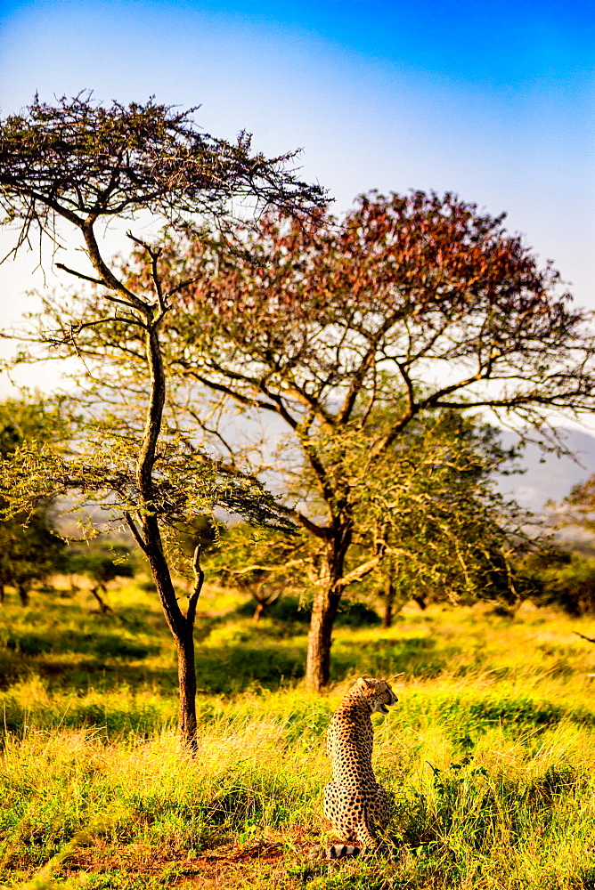 Cheetah (Acinonyx jubatus), Zululand, South Africa, Africa