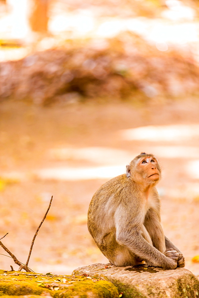 Wildlife inside Angkor Wat temples, Angkor, Siem Reap, Cambodia, Indochina, Southeast Asia, Asia