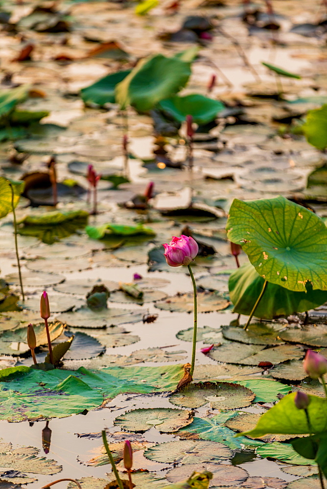 Lily pads floating in the Mekong Delta, Cambodia, Indochina, Southeast Asia, Asia