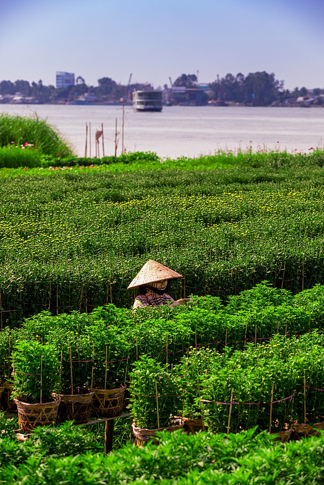 Village farmers in the Mekong Delta away from the intense city life of Saigon, Vietnam, Indochina, Southeast Asia, Asia