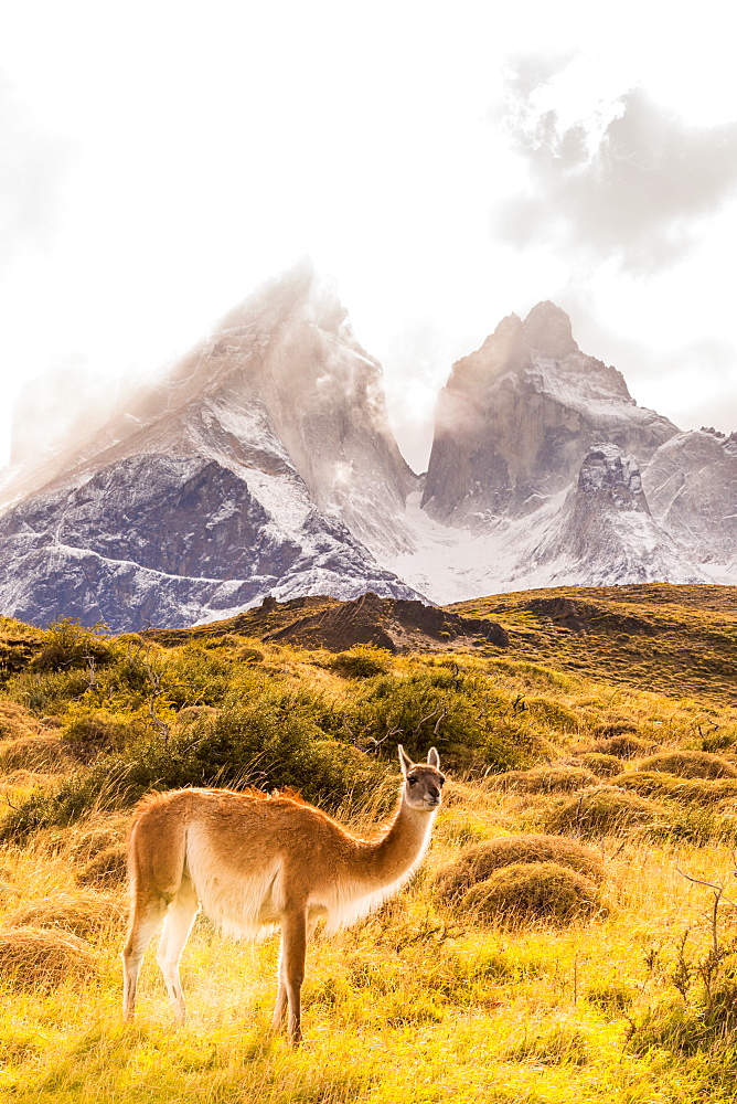 Guanaco posing in the wild of Torres del Paine National Park, Patagonia, Chile, South America