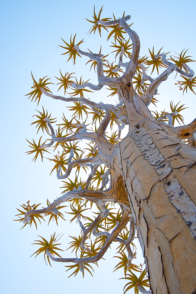 A Quiver Tree gets its name from the San people who used the tubular branches to form quivers for their arrows, near Keetmanshoop, Karas Region, Namibia, Africa