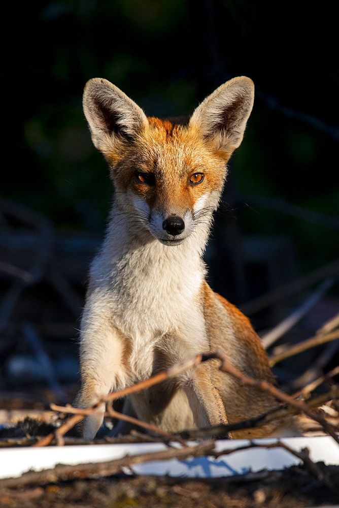 An urban fox cub on a garden wall in London, England, United Kingdom, Europe