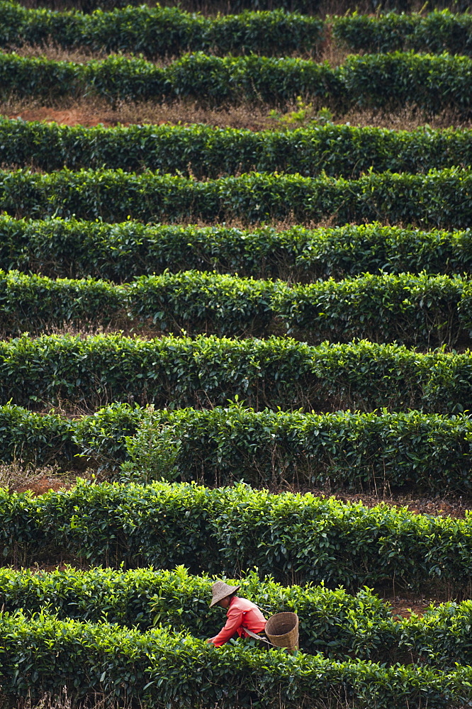 A woman collects tea leaves on a Puer tea estate in Yunnan Province, China, Asia