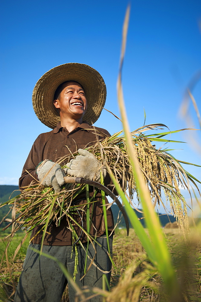 A man holds a bundle of freshly harvested rice in the southern Yunnan Province, China, Asia