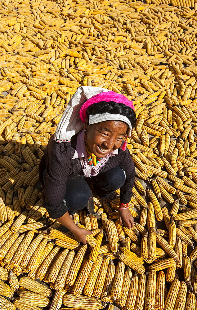 Drying maize (corn), on rooftops of traditional Tibetan houses at Jiaju Zangzhai, Sichuan Province, China, Asia