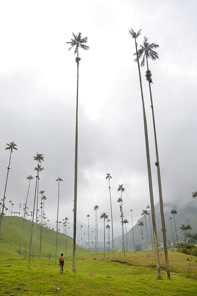 The lush Cocora Valley, part of Los Nevados National Park, principal home for the country's national tree, Colombia, South America