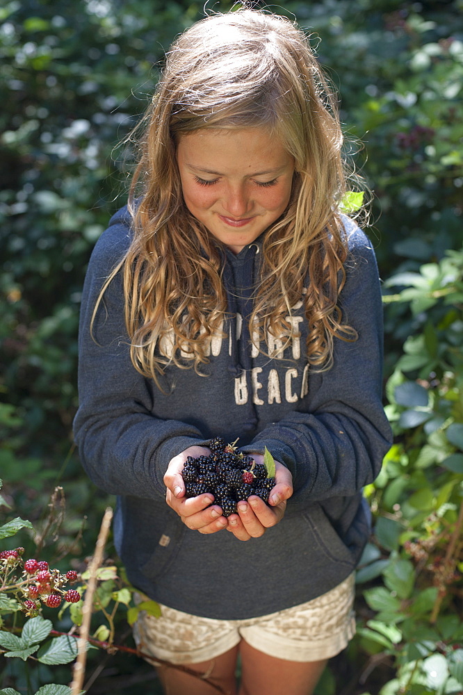 A little girl forages for blackberries in Cornwall, England, United Kingdom, Europe