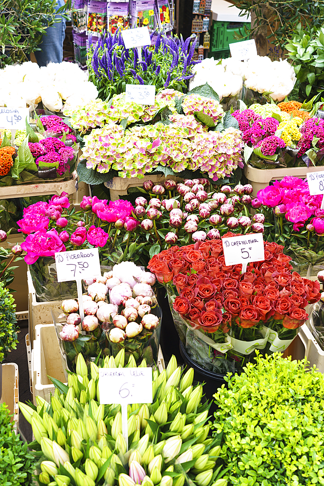 Flowers for sale in the Bloemenmarkt (flower market), Amsterdam, North Holland, The Netherlands, Europe