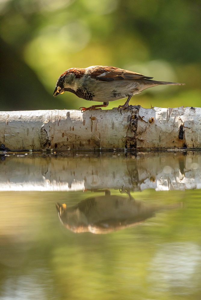 A young House Sparrow reflected in a pond in a North Yorkshire garden, England, United Kingdom, Europe