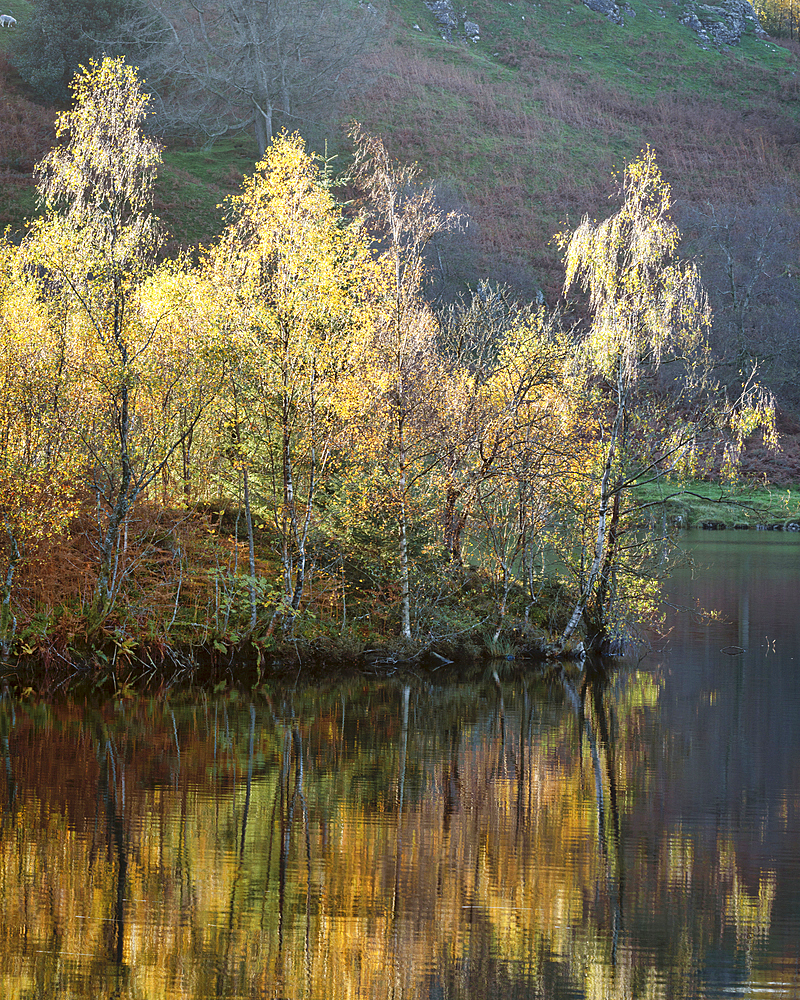 Autumn colours around Tarn Hows near Coniston in the Lake District National Park, UNESCO World Heritage Site, Cumbria, England, United Kingdom, Europe