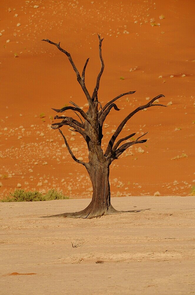 Dead Vlei, Sossusvlei, Namib Desert, Namibia, Africa