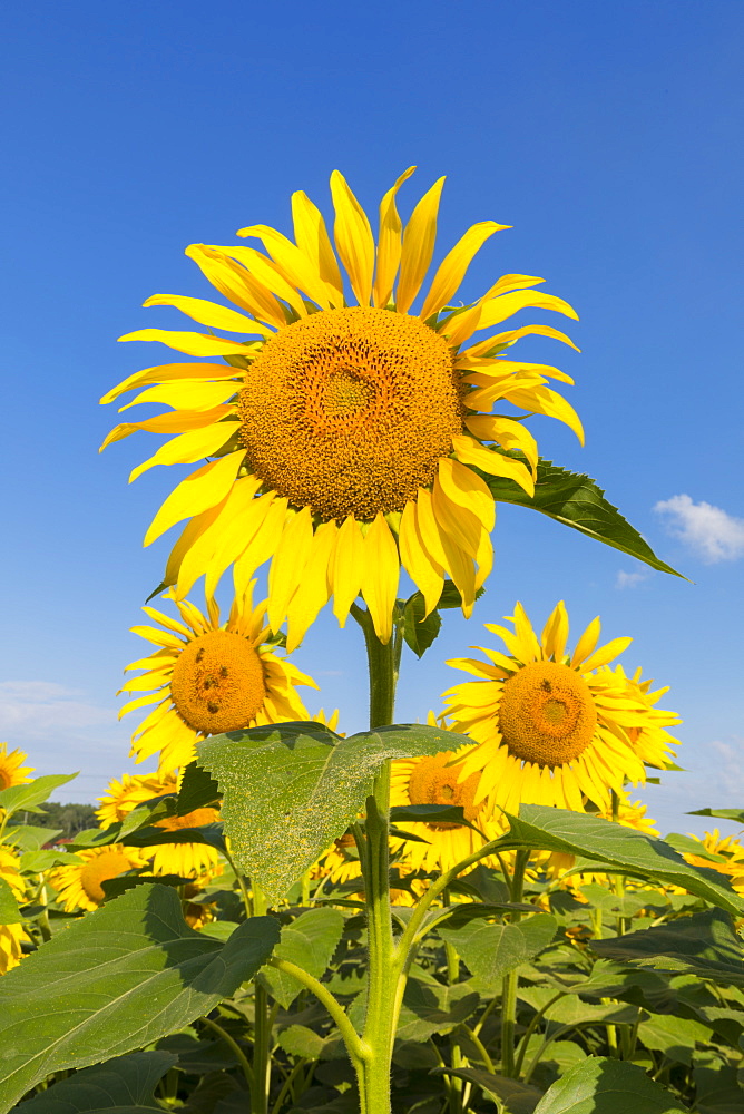 Sunflowers, Austria, Europe