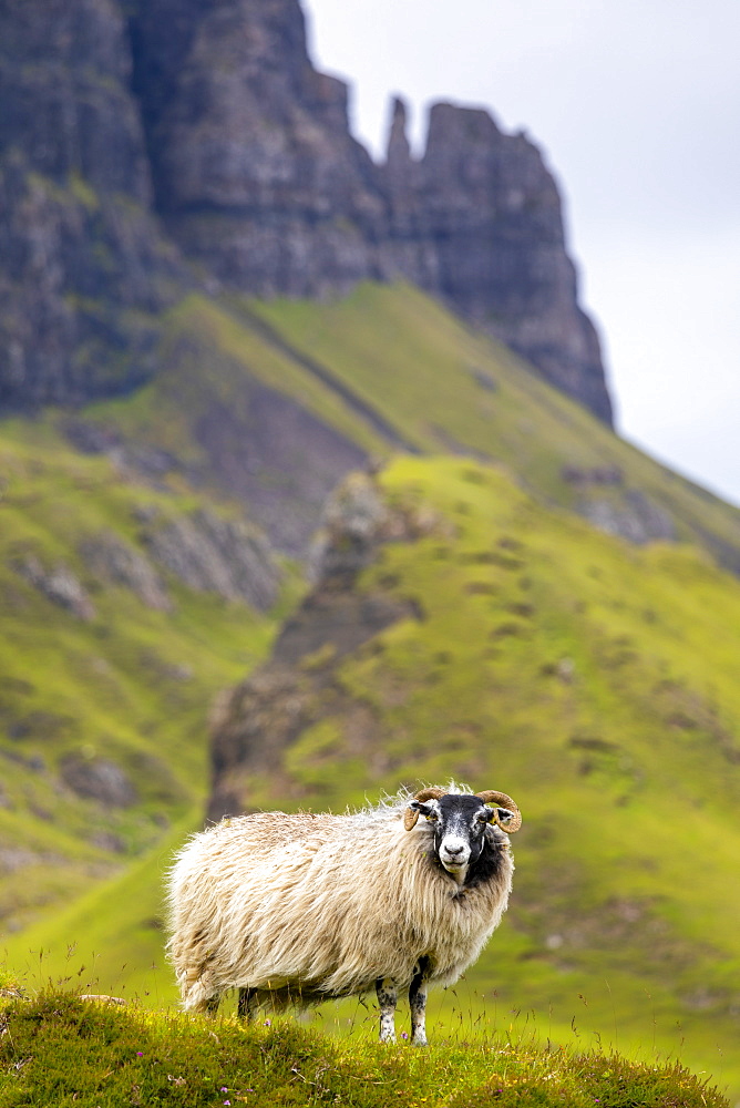 Ram Sheep (Ovis aries), The Quiraing, Isle of Skye, Inner Hebrides, Highlands and Islands, Scotland, United Kingdom, Europe