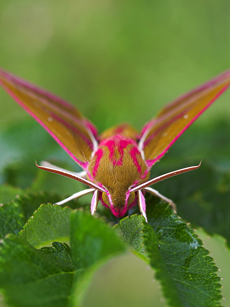 Elephant Hawkmoth, County Clare, Munster, Republic of Ireland, Europe