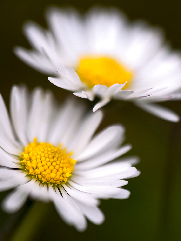 Daisy, County Clare, Munster, Republic of Ireland, Europe