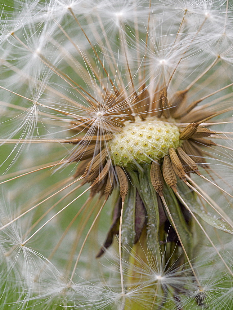 Close up of seeds in a Dandelion clock, County Clare, Munster, Republic of Ireland, Europe