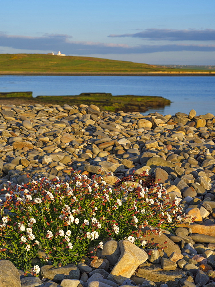 Sea Campion, County Clare, Munster, Republic of Ireland, Europe