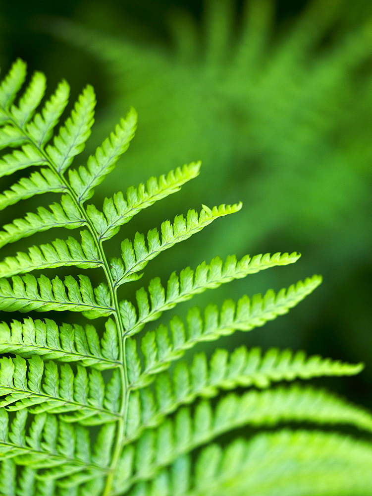 Scaly Male Fern, County Clare, Munster, Republic of Ireland, Europe