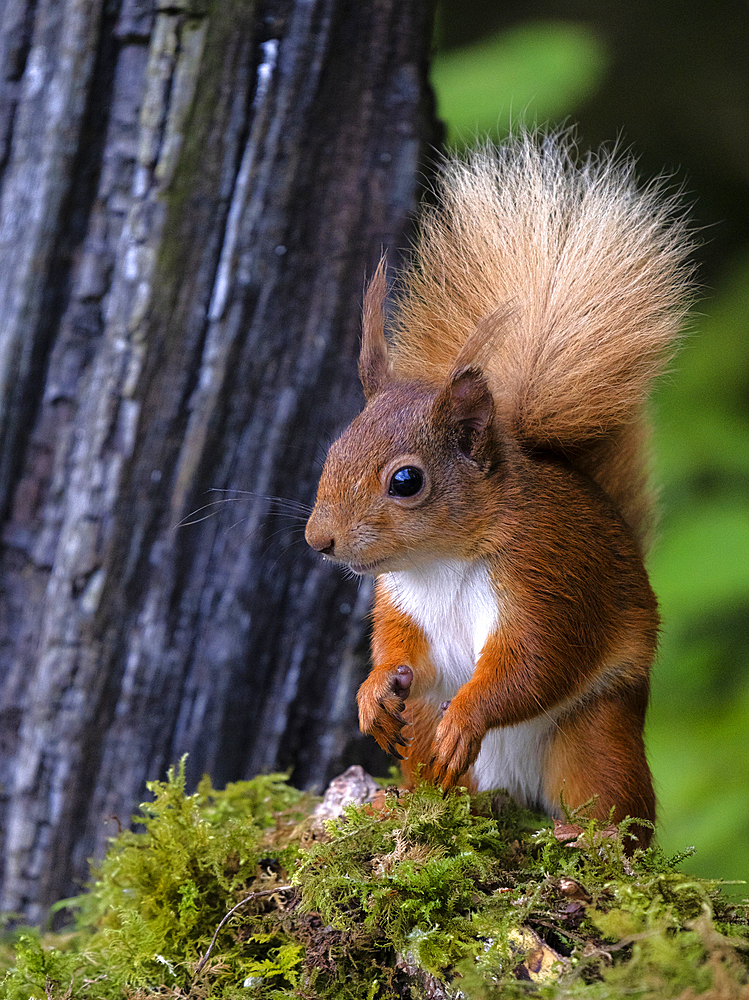 Red Squirrel, County Laois, Leinster, Republic of Ireland, Europe