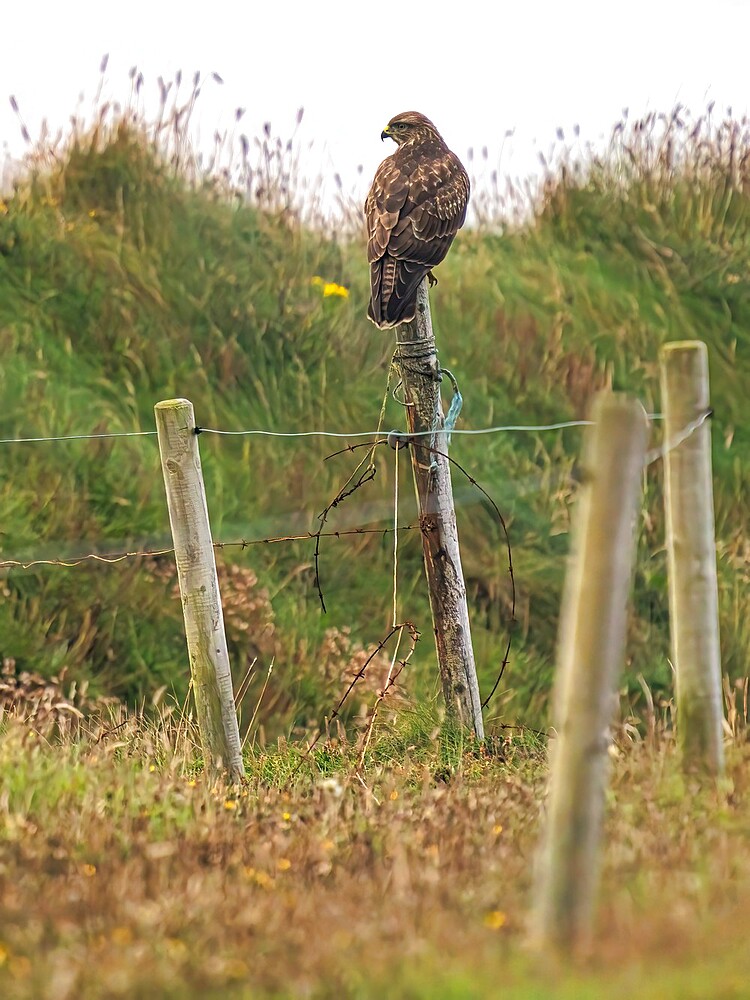 Buzzard, County Clare, Munster, Republic of Ireland, Europe