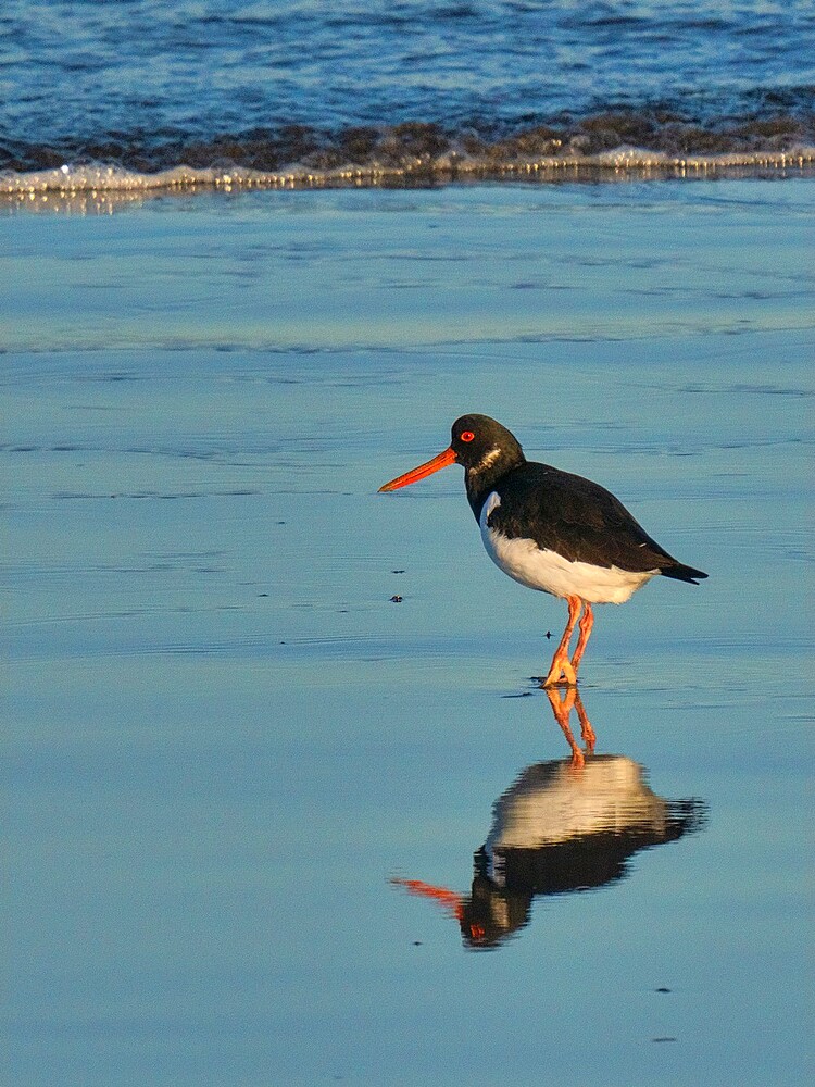 Oystercatcher, County Clare, Munster, Republic of Ireland, Europe