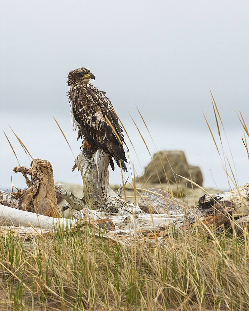 Juvenile Bald Eagle (Haliaeetus leucocephalus), Cape Breton National Park, Nova Scotia, Canada, North America