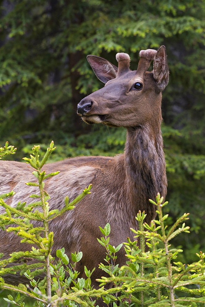 Elk (wapiti) with new velvet antlers, Banff National Park, Alberta, Canada, North America