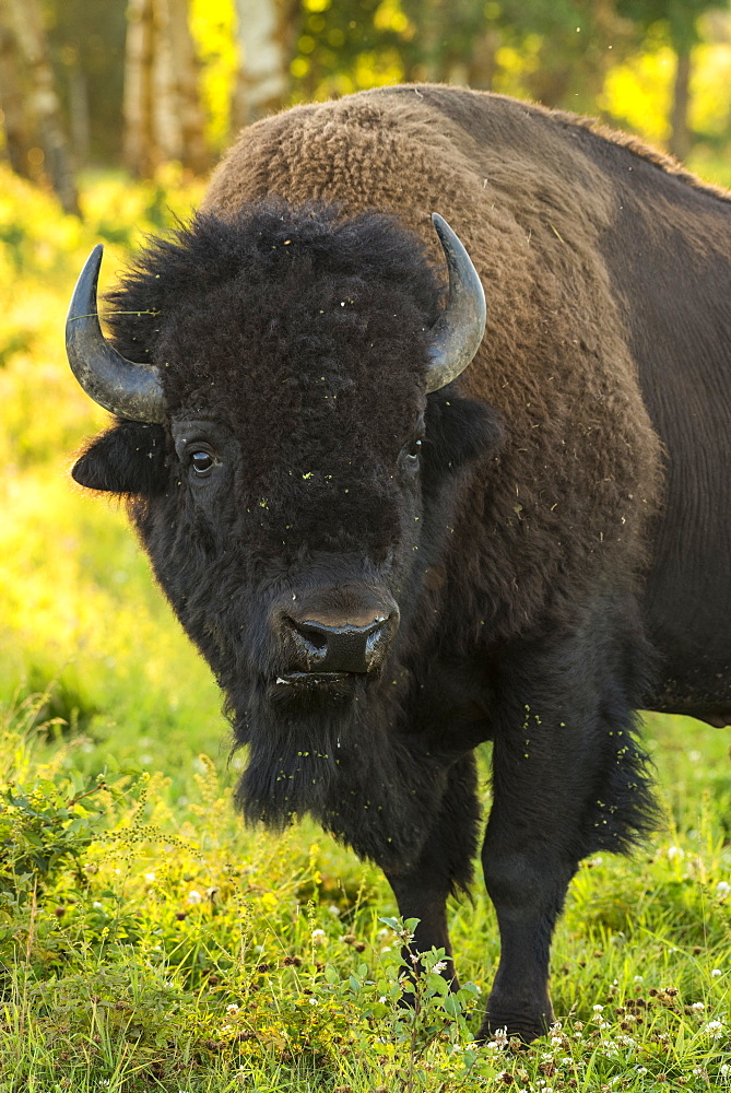 Wild male plains bison during the mating season, Elk Island National Park, Alberta, Canada, North America