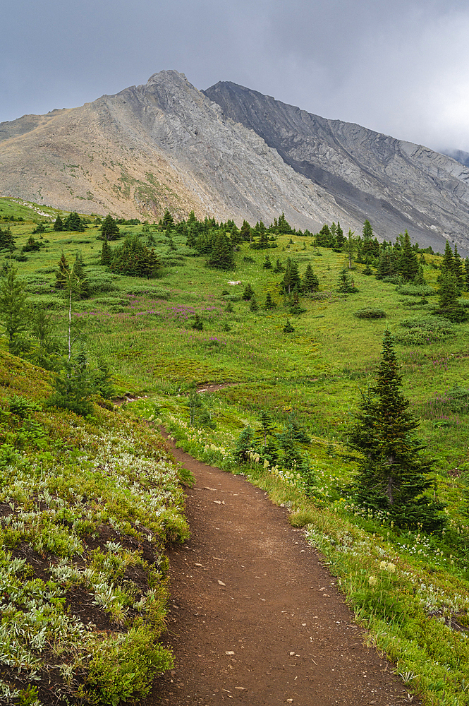 Alpine wildflower meadows along the Ptarmigan Cirque Trail in summer, Mount Rae, Kananaskis Country, Alberta, Canadian Rockies, Canada, North America