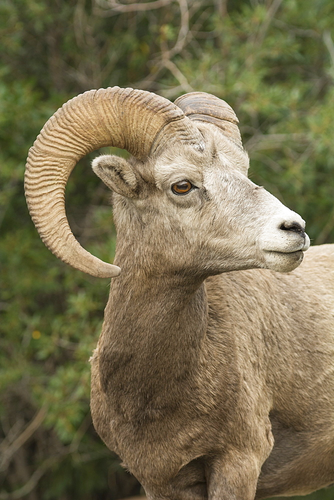 Close up portrait of a wild Rocky Mountain Bighorn Sheep (Ovis canadensis), Jasper National Park, Canada, North America