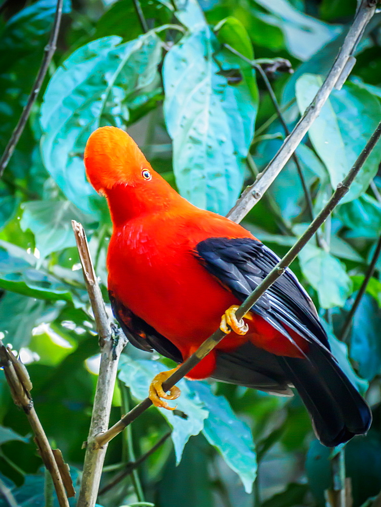 Andean cock-of-the-rock, Jardin, Antioquia, Colombia, South America