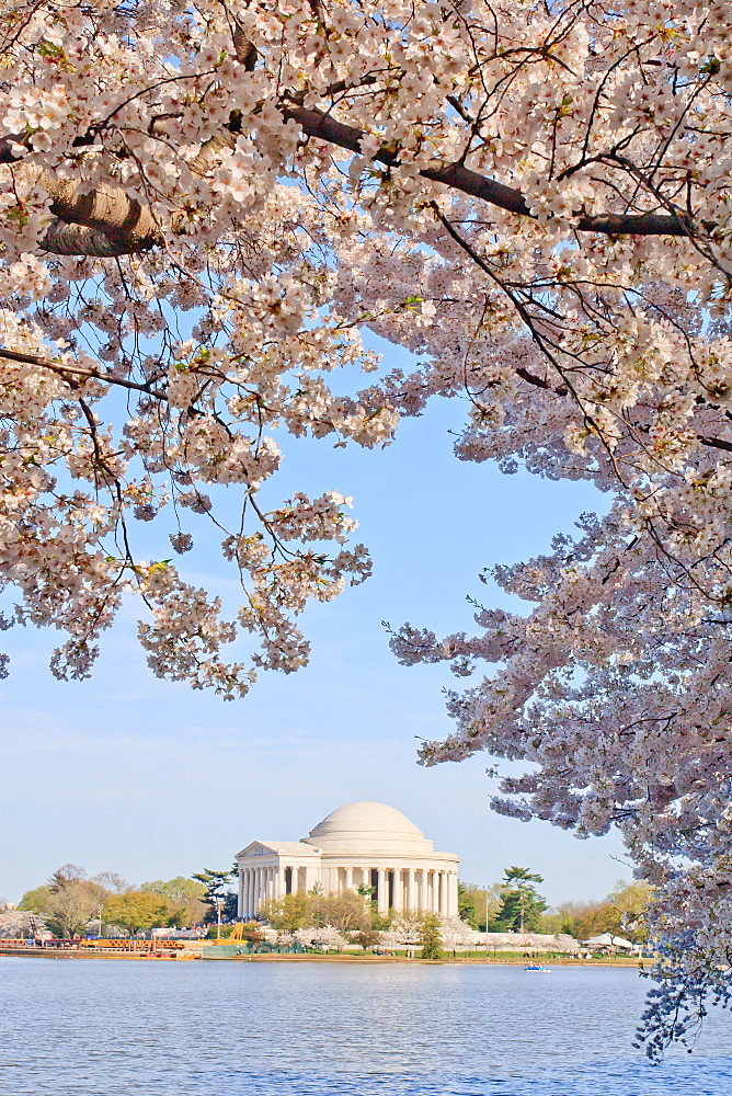 Cherry blossoms, Washington, DC, United States of America, North America