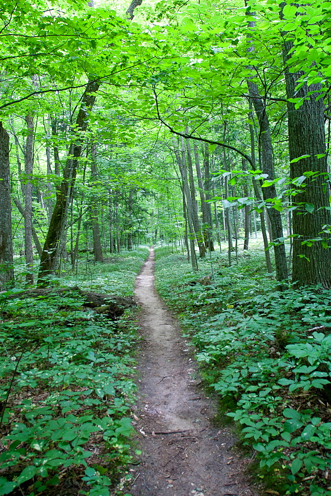 Forest trail, Sleeping Bear Dunes National Park, Glen Arbor, Michigan, United States of America, North America