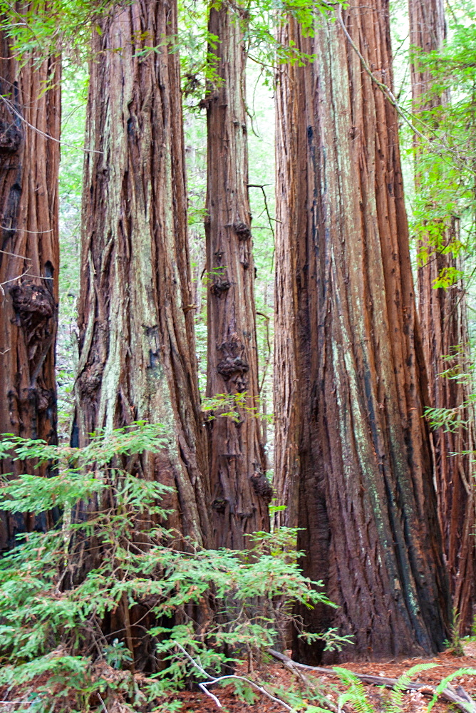 California redwoods, Armstrong Woods State Park, near Guerneville, California, United States of America, North America