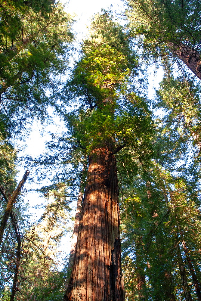 California redwoods, Armstrong Woods State Park, near Guerneville, California, United States of America, North America