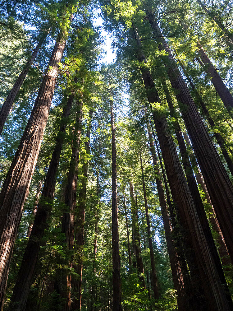 Looking up through the redwoods, Avenue of Giants, Humboldt Redwoods State Park, California, United States of America, North America