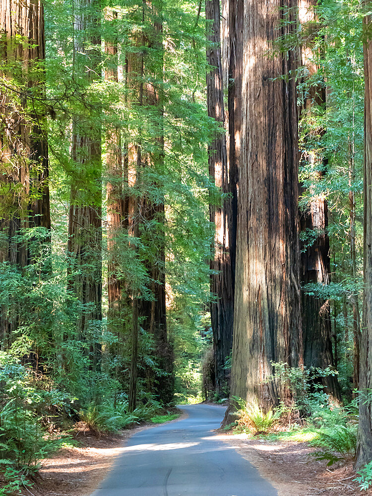 Road through the redwoods, Avenue of Giants, Humboldt Redwoods State Park, California, United States of America, North America