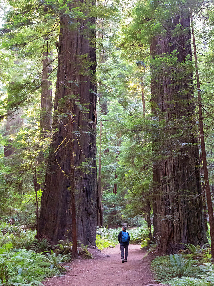 Hiker in a redwood grove on the Avenue of Giants, Humboldt Redwoods State Park, California, United States of America, North America