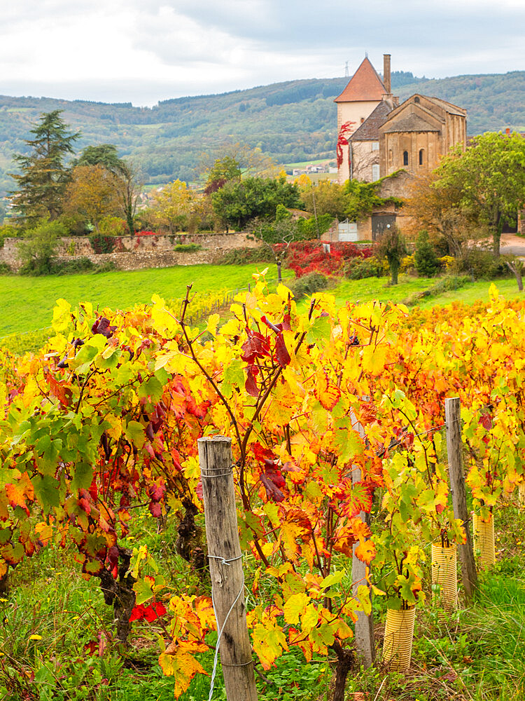 An 11th-century Chapelle des Moines, set among grape vines, in the village of Berze-la-Ville near Cluny, Saone-et-Loire, Burgundy, France, Europe