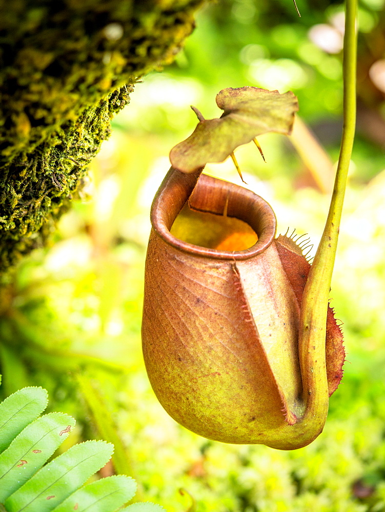 Pitcher plant, Penang Hill, Penang, Malaysia, Southeast Asia, Asia