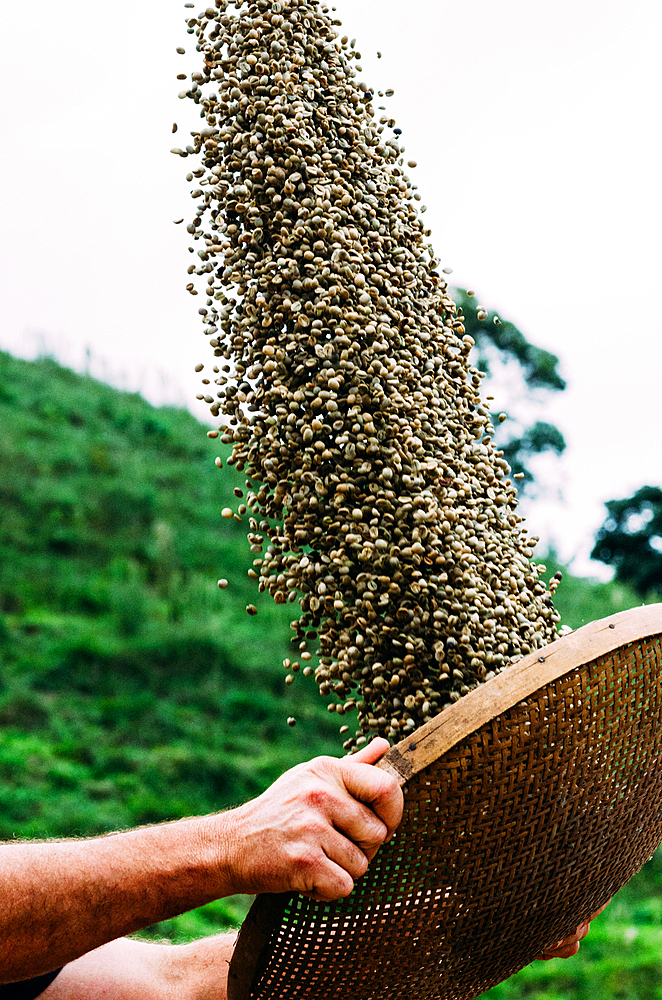 Person lifting and sifting unprocessed Arabica coffee beans in the traditional method in Minas Gerais, Brazil, South America