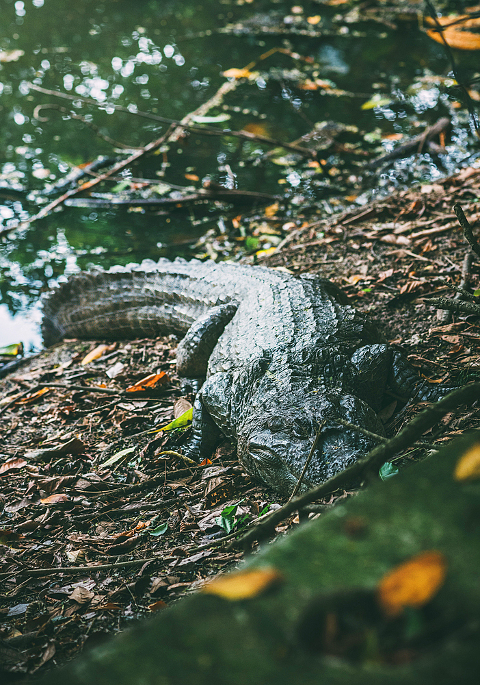 An imposing alligator is captured lounging on the leaf-strewn bank of a river, surrounded by thick greenery, in a natural habitat in Recreio dos Bandeirantes, Rio de Janeiro, Brazil, South America