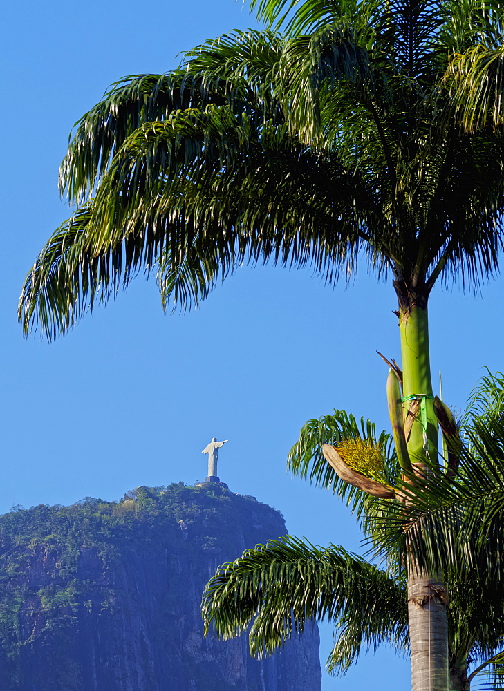 Corcovado and Christ statue viewed through the palm trees of the Botanical Garden, Zona Sul, Rio de Janeiro, Brazil, South America